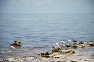 "Beach Patrol" on the rocky shore