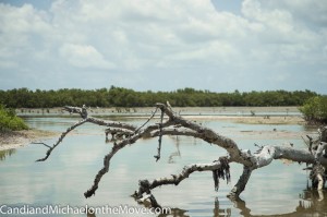  A view into one of the salt marshes