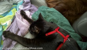 WP_20140817_13_42_06_Pro