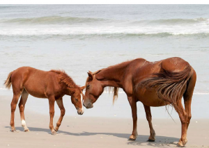 Momma and her Baby, how sweet is this?