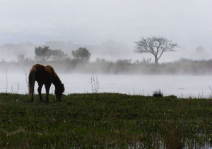 Misty morning munch