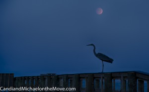 A Heron lands on the dock to my delight.