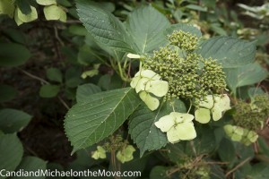 Elizabethan Gardens 2014 10 02 - 0090