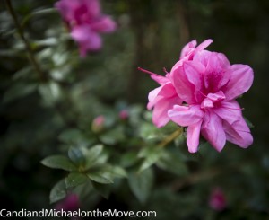 Elizabethan Gardens 2014 10 02 - 0104