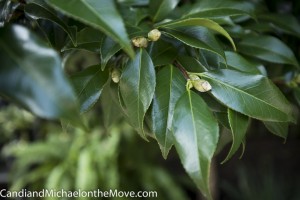 Camellias beginning to bud
