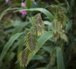 Elizabethan Gardens 2014 10 02 - 0155 - Copy