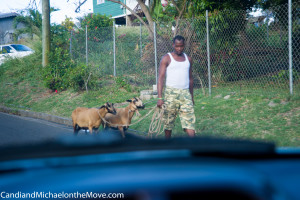Couldn't get a snap of the man with all the goats but here is another very familiar sight.  You can see goats anywhere all the time - being walked to and from a tethering place.