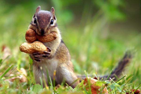 squirrel-hoarder.jpg